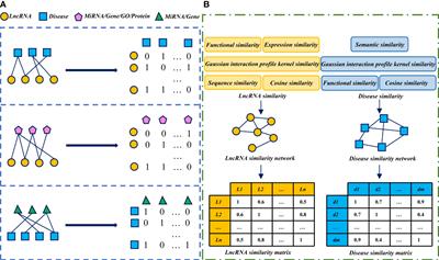 Recent advances in machine learning methods for predicting LncRNA and disease associations